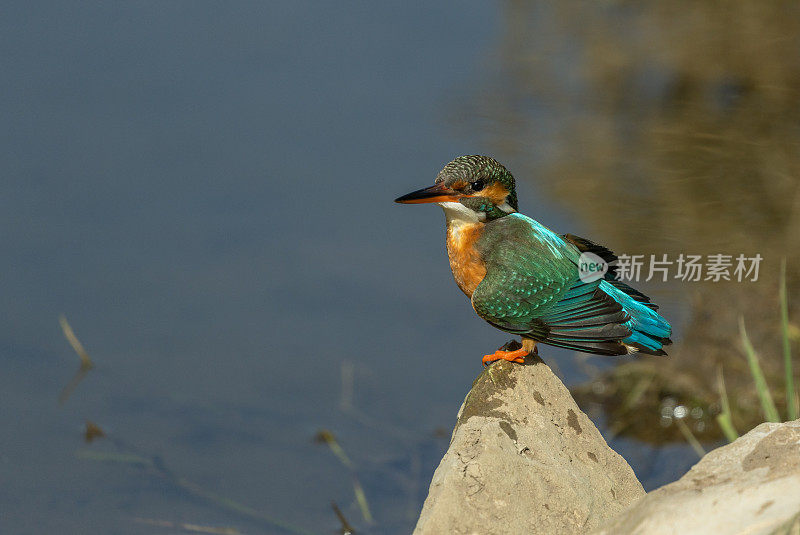 美丽的普通翠鸟(Alcedo atthis)